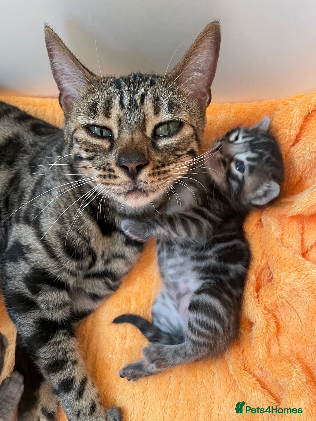 Bengal cats for sale: Stunning Pure Bengals family ❤️ TICA - Image 8