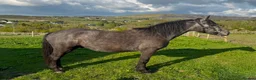 Connemara horses for sale: Class 1 to make 148cm Grey Connemara Gelding 2y - Advert 1