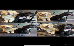 Mixed Breed dogs for sale: Poodle For Rehoming - Advert 3