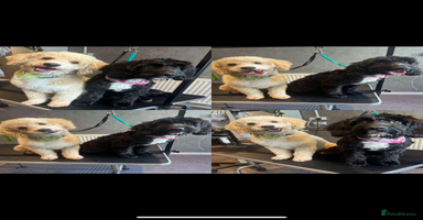 Mixed Breed dogs Poodle For Rehoming - Advert 3