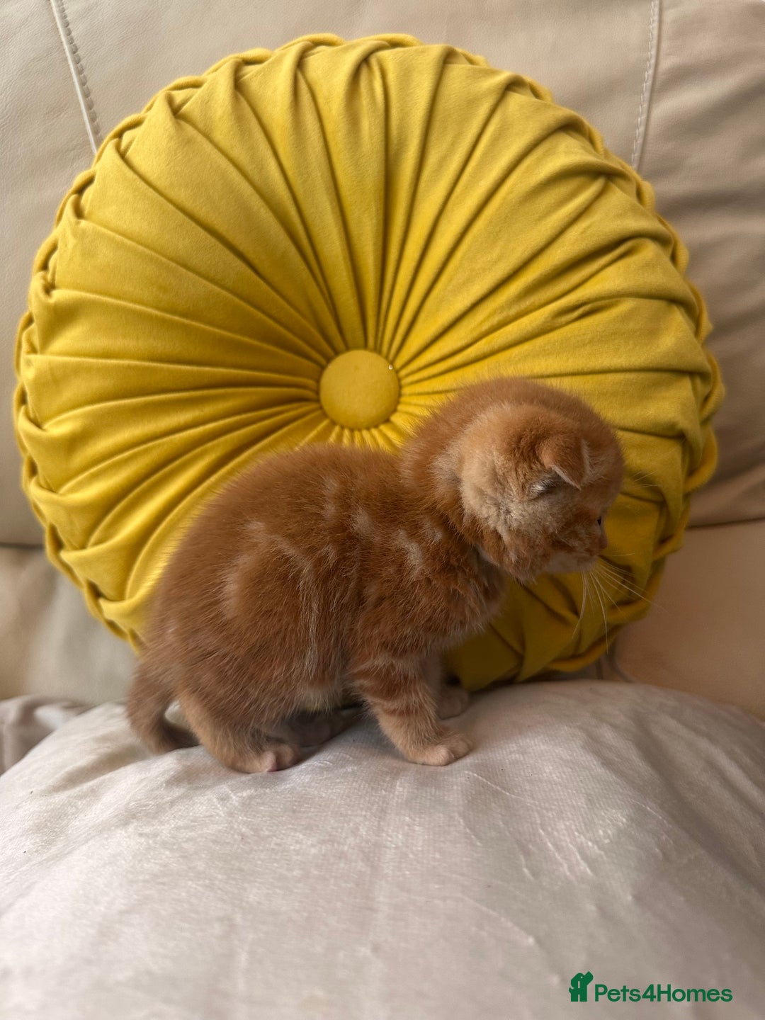 Scottish Fold cats for sale: Scottish fold kittens for sale  - Image 4