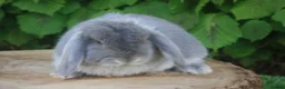 Mini Lop rabbits for sale: Pure bred Mini lop baby rabbits  - Advert 8