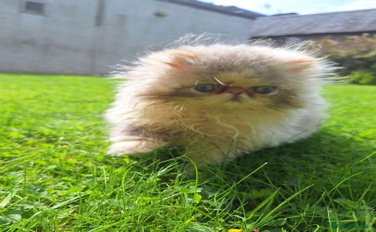 Persian cats - Advert 1
