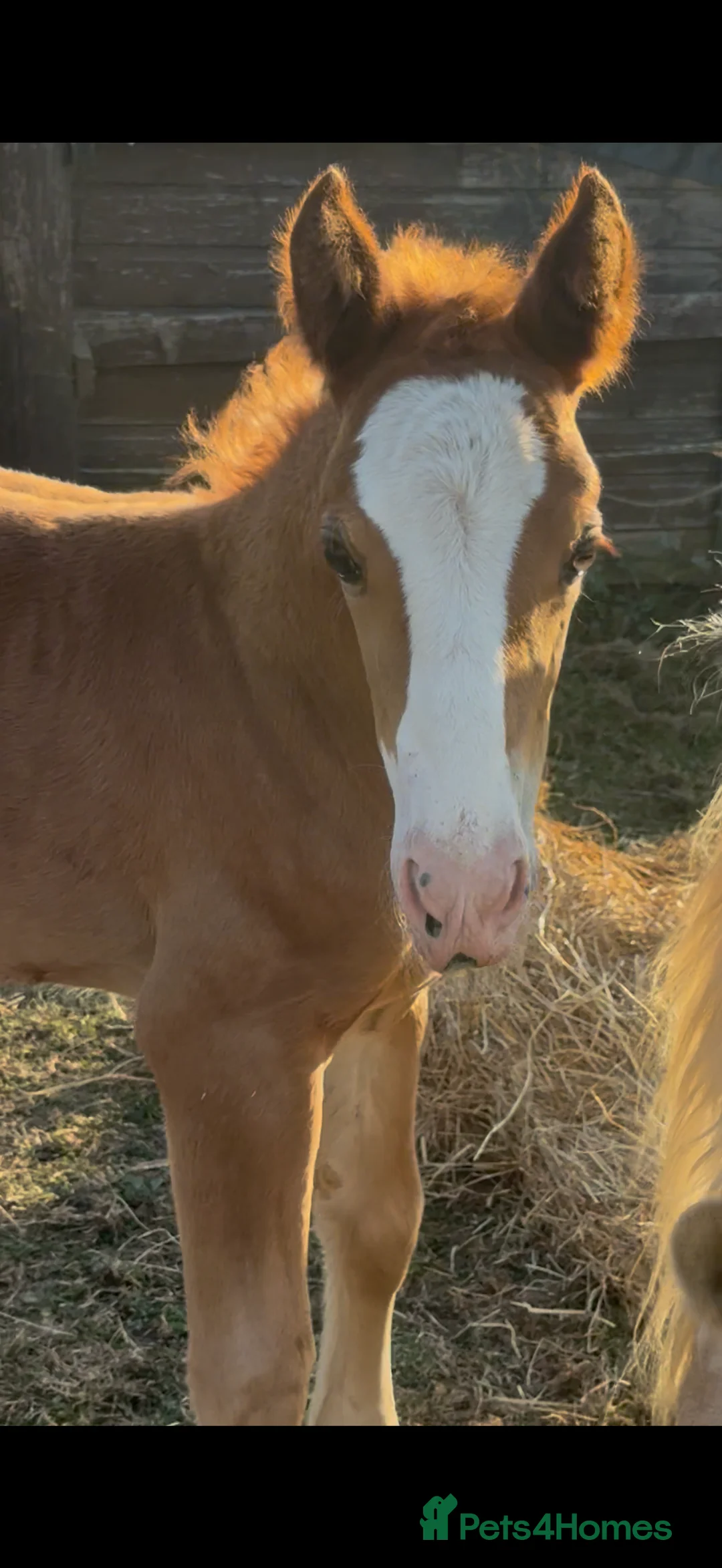 Welsh Section D horses for sale: Mare and foal  - Advert 5