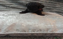 Jackapoo dogs for sale: Beautiful Jackapoos puppies - Advert 12