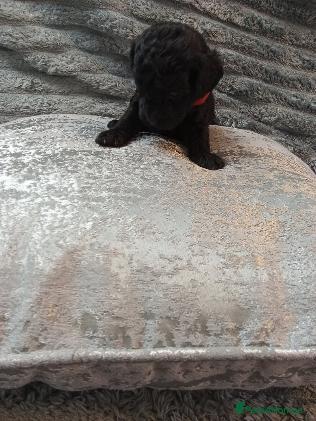 Jackapoo dogs for sale: Beautiful Jackapoos puppies - Advert 12