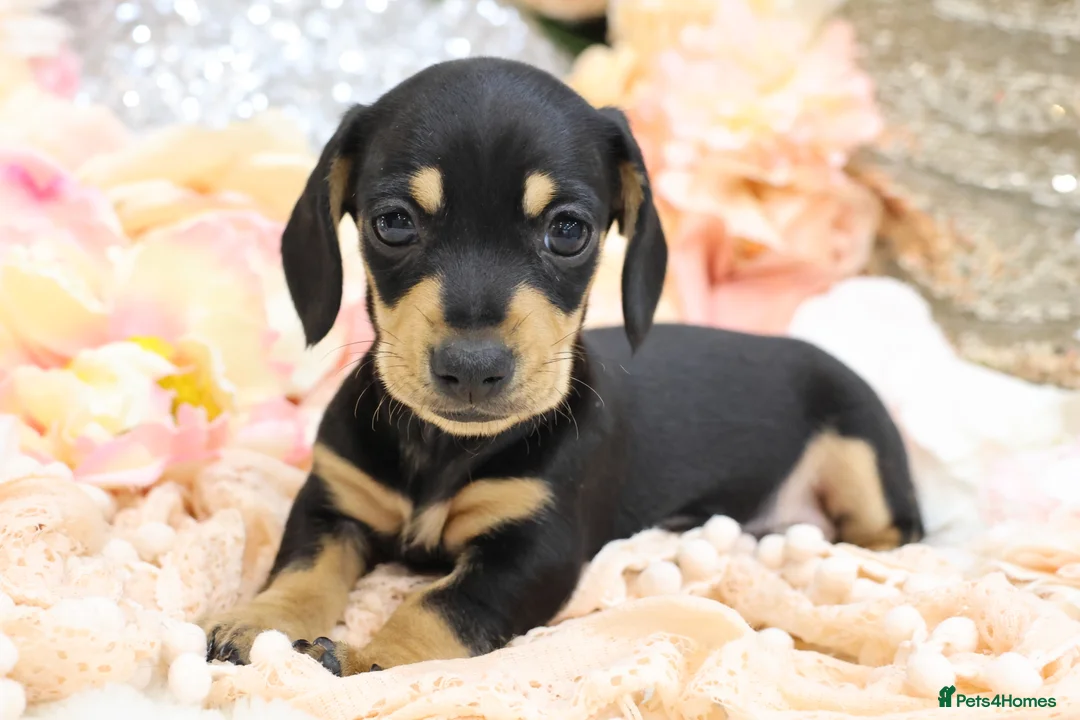 Miniature Dachshund dogs for sale: KC Miniature Dachshund Puppies - Advert 2