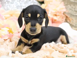 Miniature Dachshund dogs KC Miniature Dachshund Puppies - Advert 17