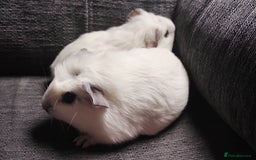 Guinea Pig rodents for sale: Pair of male guinea pigs so beautiful  - Image 1