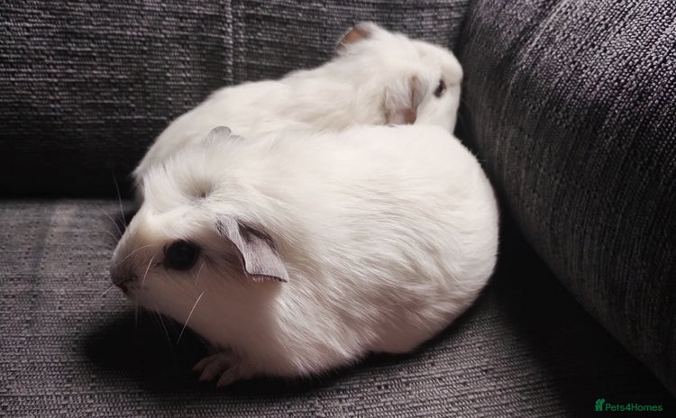 Guinea Pig rodents for sale - Advert 1