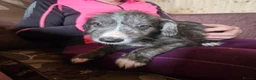 Mixed Breed dogs for sale: Bedlington whippet greyhound  - Advert 24