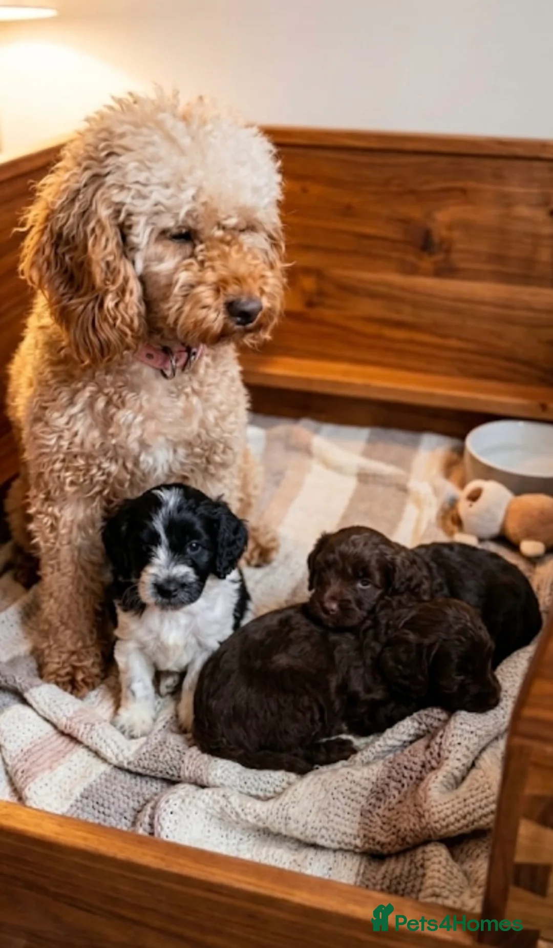 Cockapoo dogs for sale: Cockapoo puppies two girls available - Advert 4