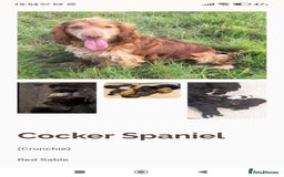 Cocker Spaniel dogs for sale: Only 1 boy left READY TO GO show Cockers  - Image 8
