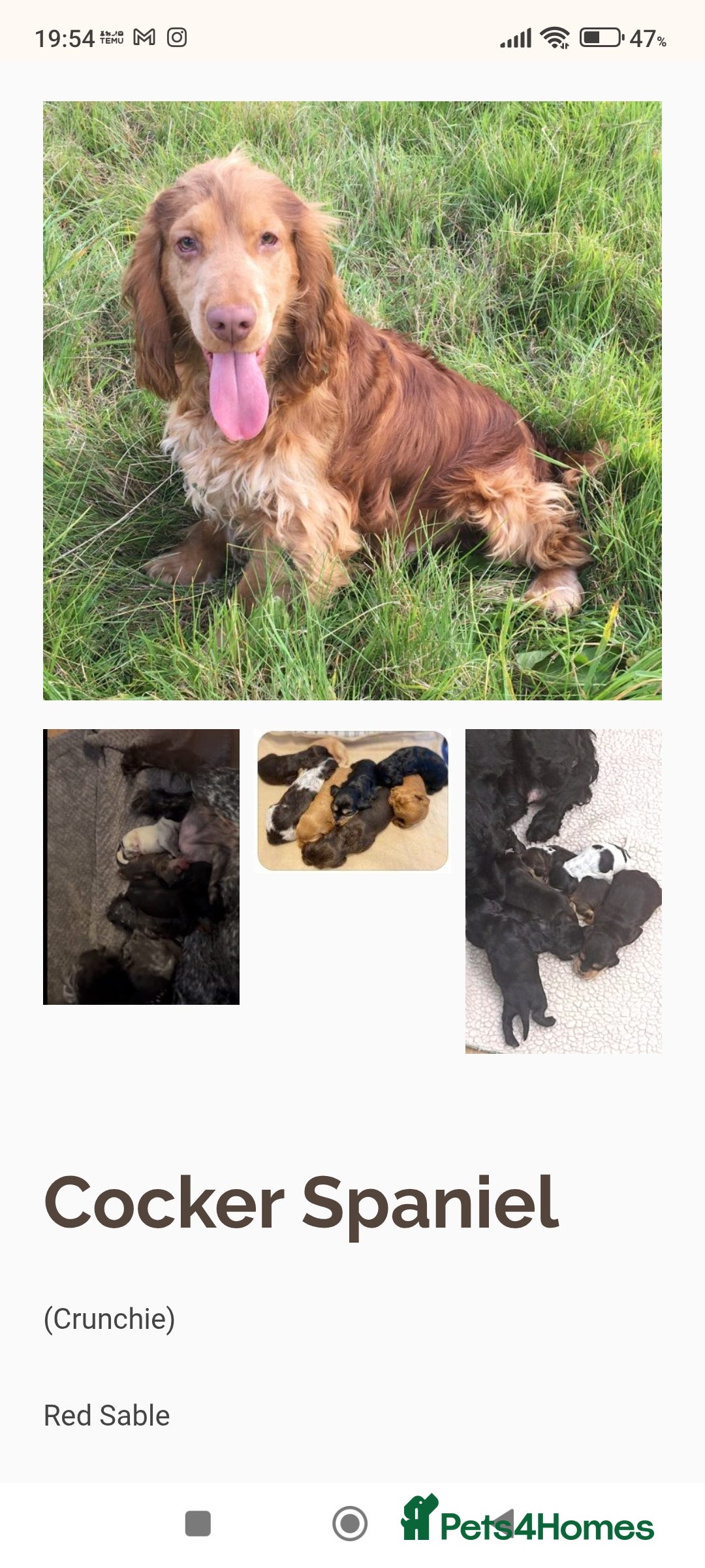 Cocker Spaniel dogs for sale: Only 1 boy left READY TO GO show Cockers  - Image 8