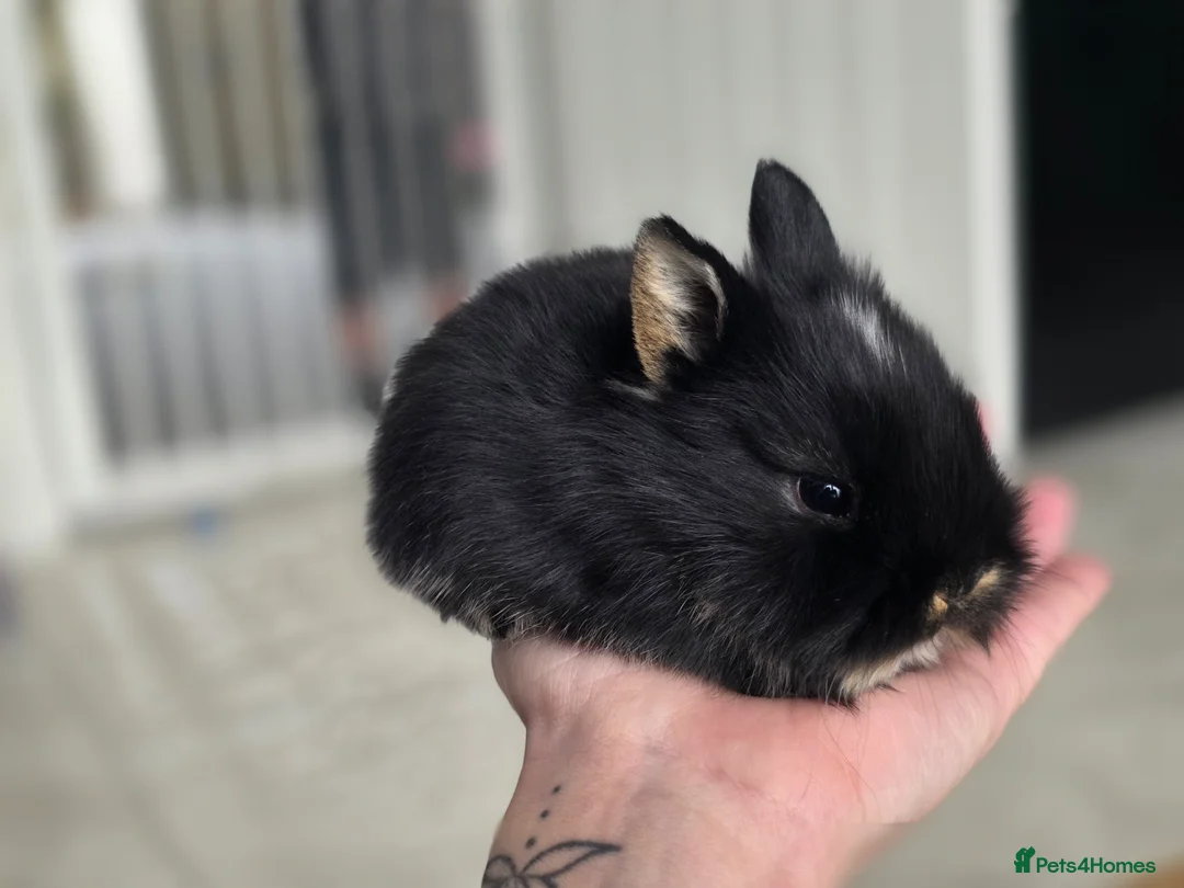 Mixed Breed rabbits for sale: Mini lop x lionhead  - Advert 4