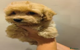 Maltipoo dogs for sale: Tiny maltipoo puppies - Image 9