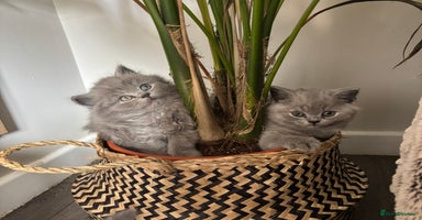 British Shorthair cats - Advert 2