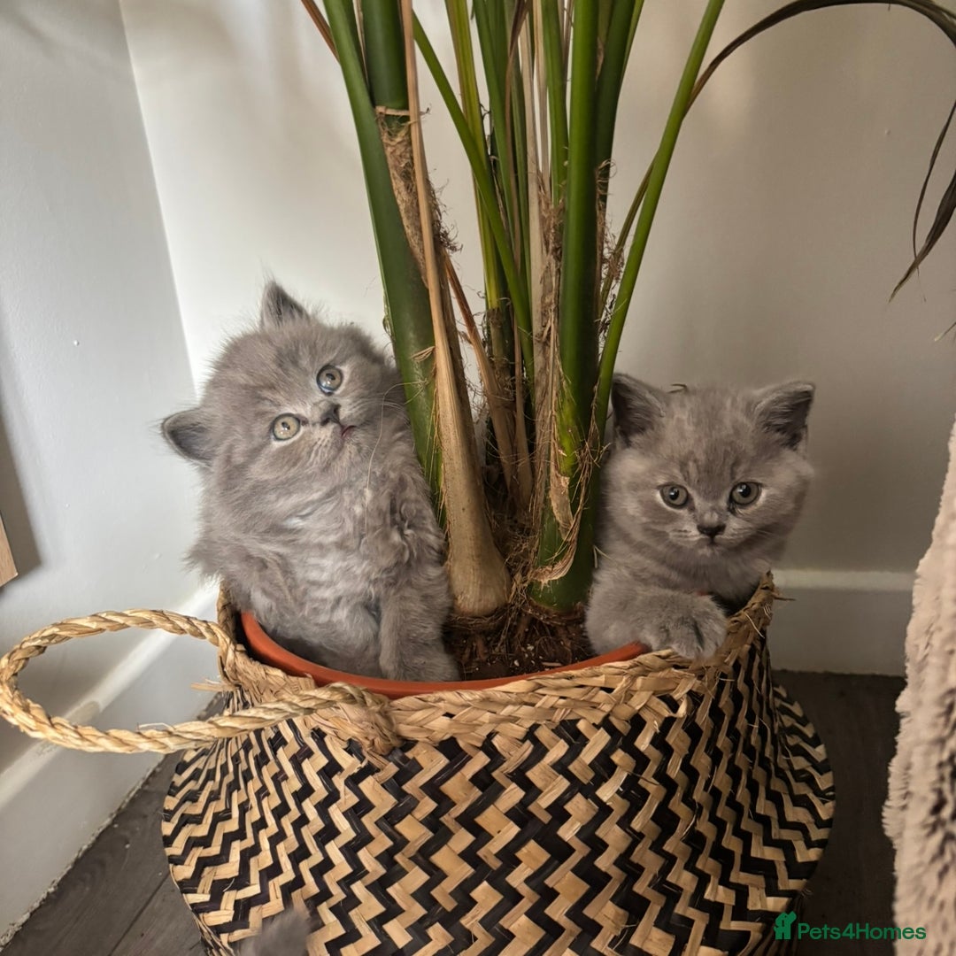 British Shorthair cats for sale: BEAUTIFUL BRITISH SHORT AND LONG HAIR KITTENS - Image 2