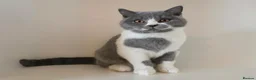British Shorthair cats for sale: Adorable GCCF REG BSH - ready to leave - Advert 4