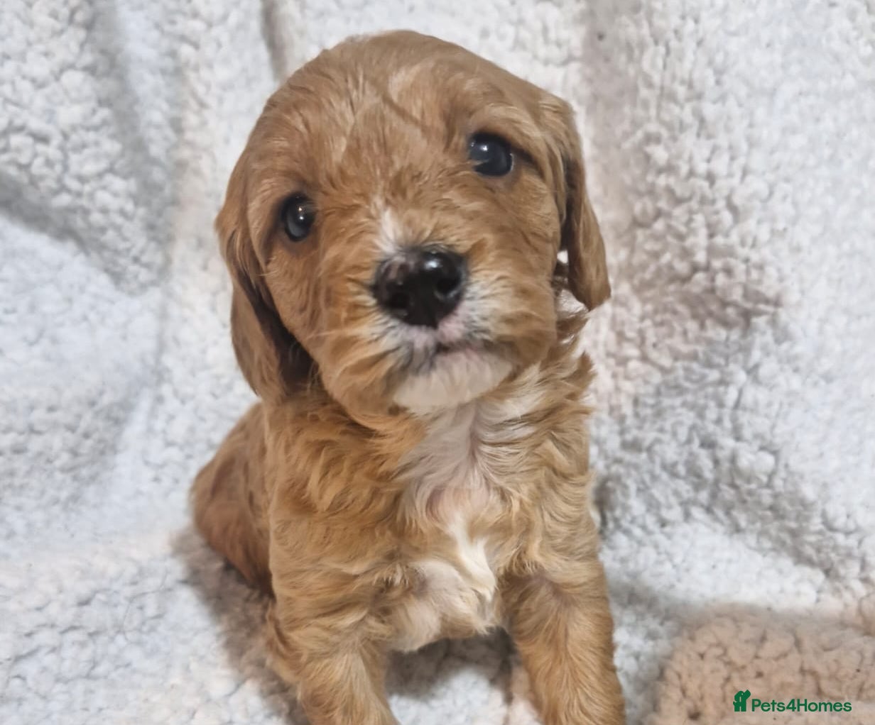 Cavapoo dogs RARE Stunning Teddy Bears Health Tested Parents  - Advert 17