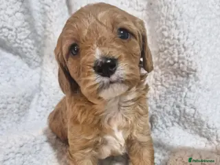 Cavapoo dogs RARE Stunning Teddy Bears Health Tested Parents - Advert 17