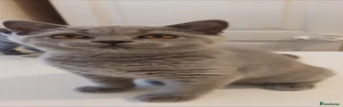 British Shorthair 6