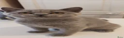 British Shorthair cats for sale: Beautiful British shorthair kittens  - Advert 7