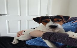 Mixed Breed dogs for sale: Parsons Russell Jack Russell Hybrid Puppy (Cooper) - Image 2