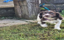 English Springer Spaniel dogs for sale: KC registered English Springer Spaniel - Image 23