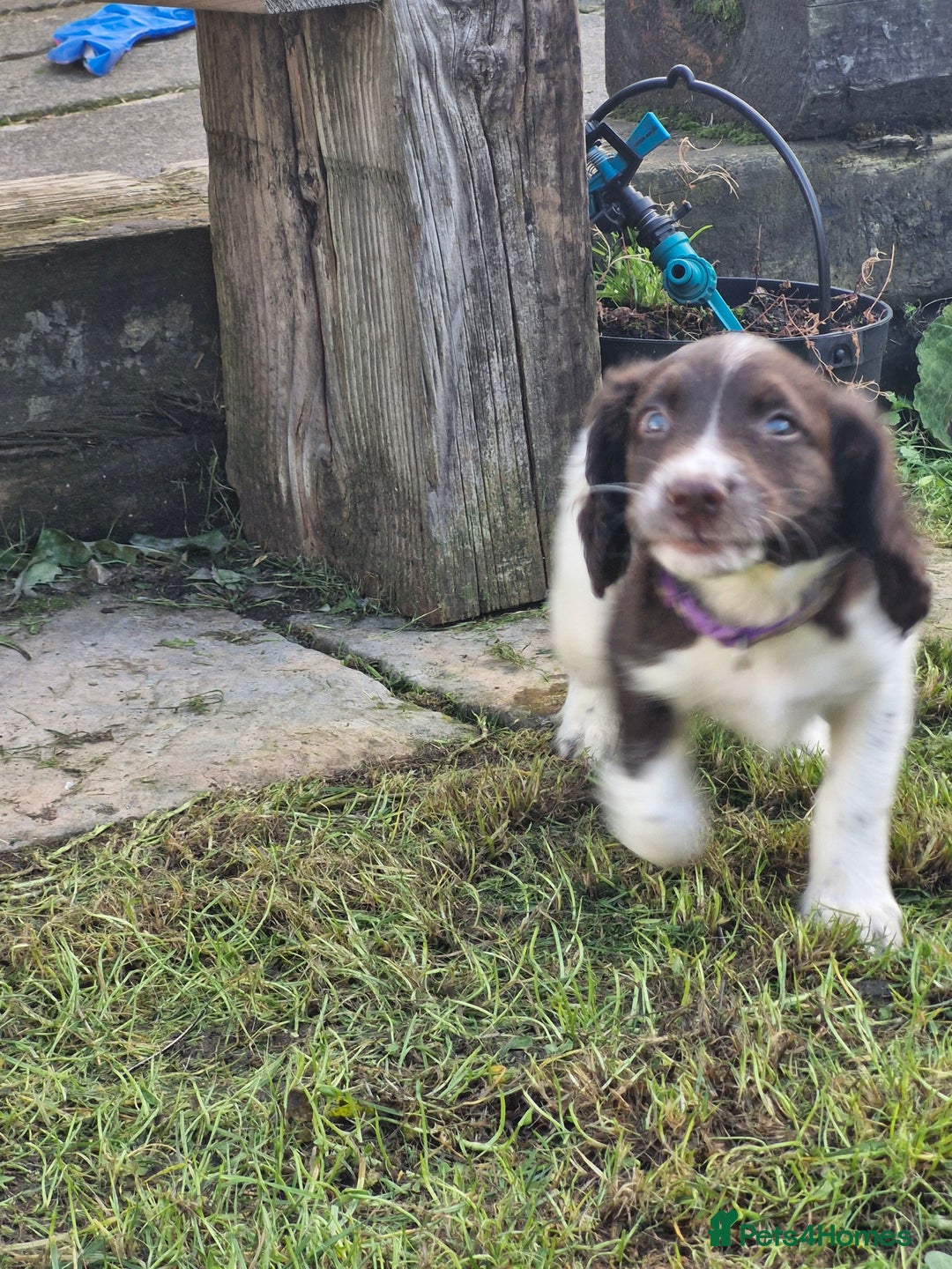 English Springer Spaniel dogs for sale: KC registered English Springer Spaniel - Image 23