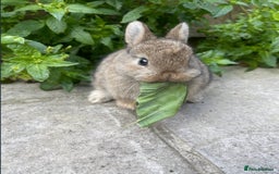 Netherland Dwarf rabbits for sale: Netherland Dwarf Bunnies  - Image 3