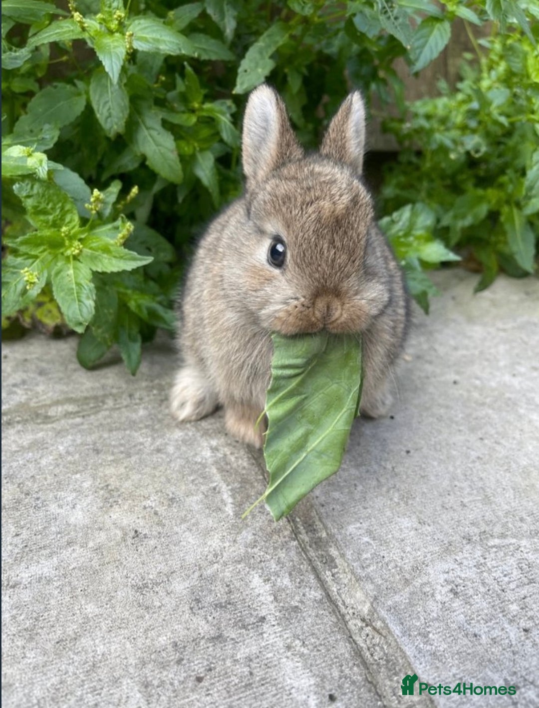 Netherland Dwarf rabbits for sale: Netherland Dwarf Bunnies  - Image 3