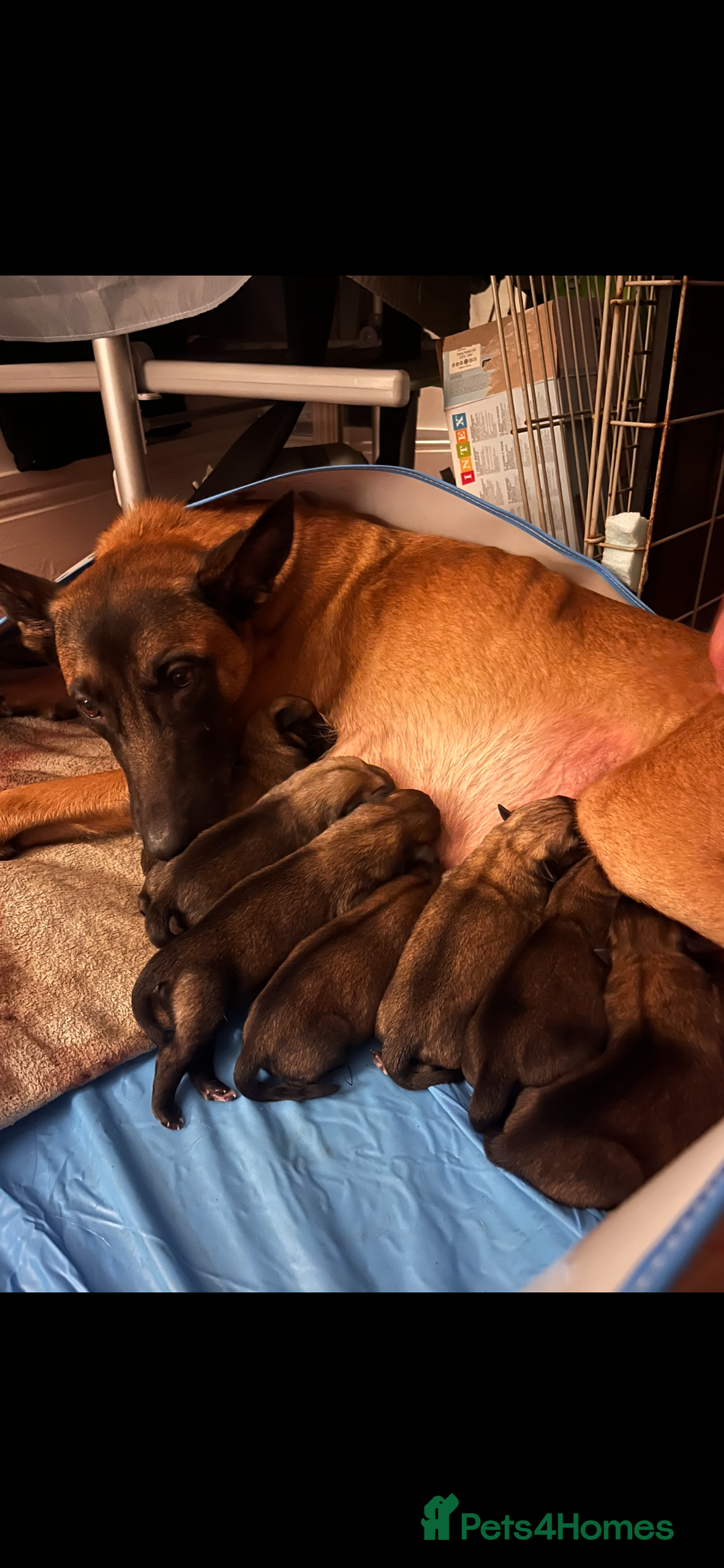 Belgian Shepherd Dog dogs for sale: Belgian Malinois Puppies - Advert 5