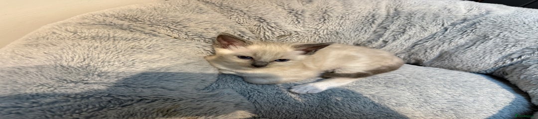 Ragdoll Kitten 1