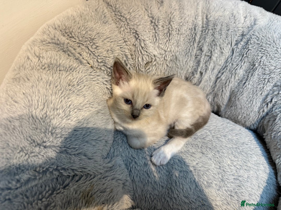 Ragdoll cats for sale: Ragdoll Kittens For Sale  - Image 3