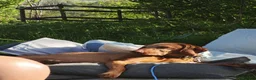 Hungarian Vizsla dogs for sale: Beautiful pedigree Hungarian vizsla litter of 9  - Advert 27
