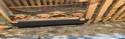 Golden Retriever dogs for sale: Golden retriever puppies  in Bourne - Advert 2