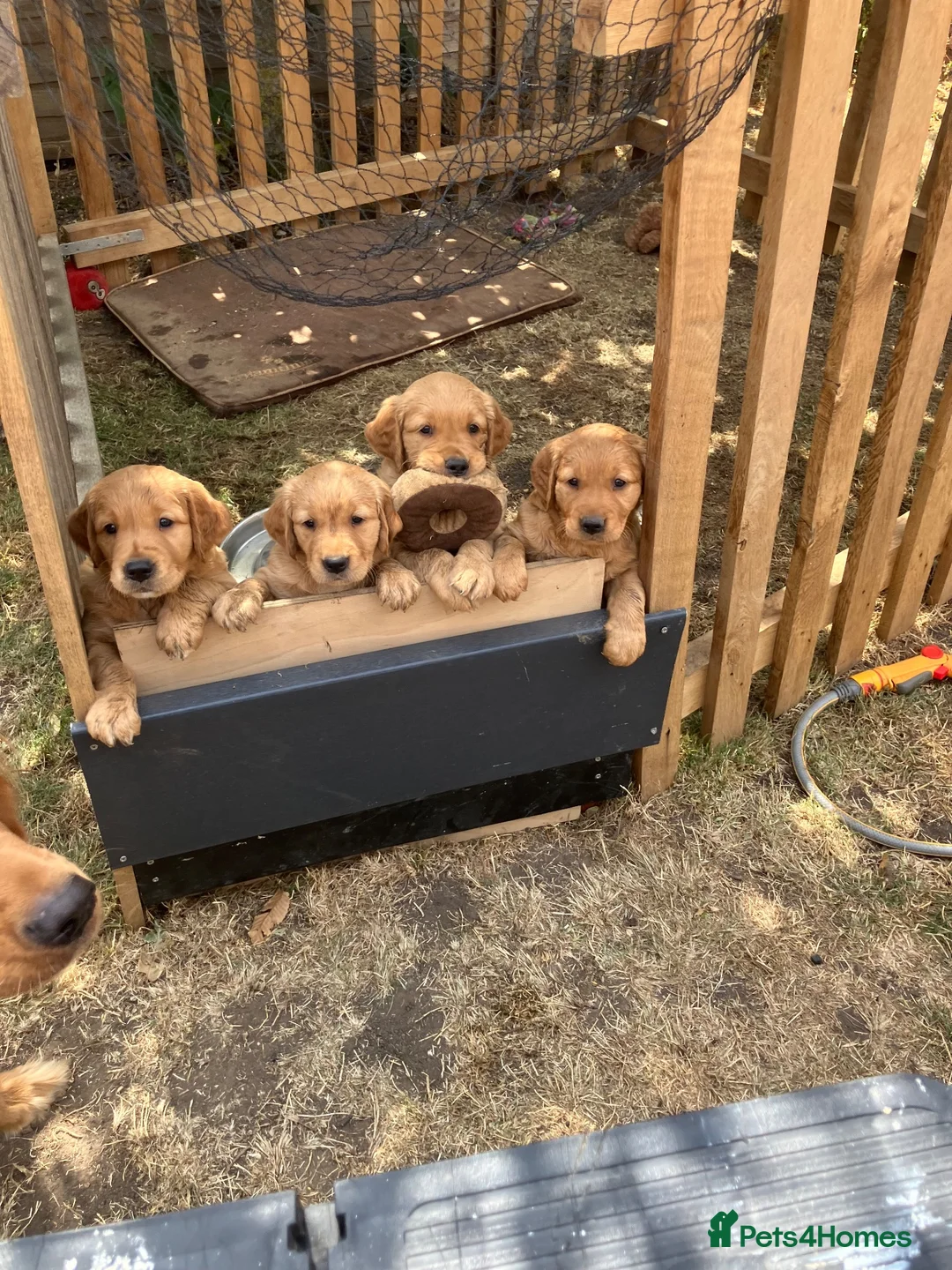Golden Retriever dogs for sale: Golden retriever puppies  in Bourne - Advert 2