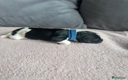 English Springer Spaniel dogs for sale: English springer spaniel.Ready to leave 21/11/25 - Image 4