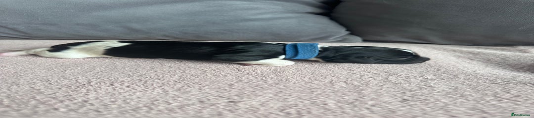 English Springer Spaniel Puppy 1