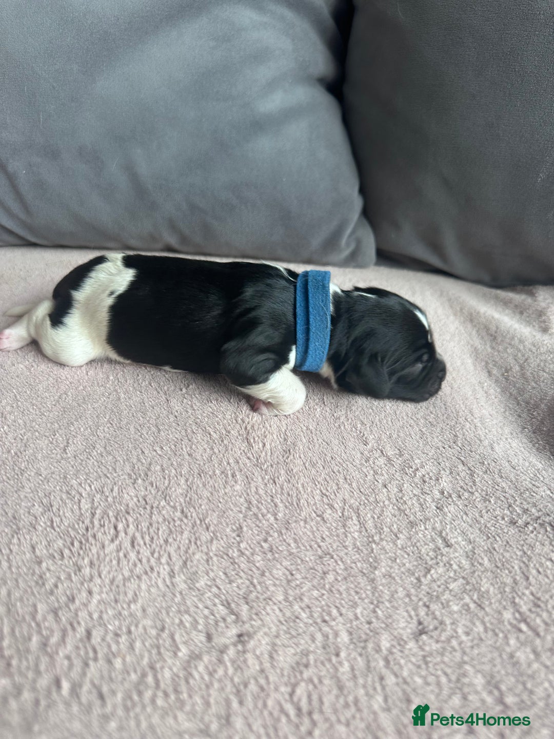 English Springer Spaniel dogs for sale: English springer spaniel.Ready to leave 21/11/25 - Image 4