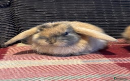 Mini Lop rabbits for sale: Gorgeous lop eared bunnies - Image 8
