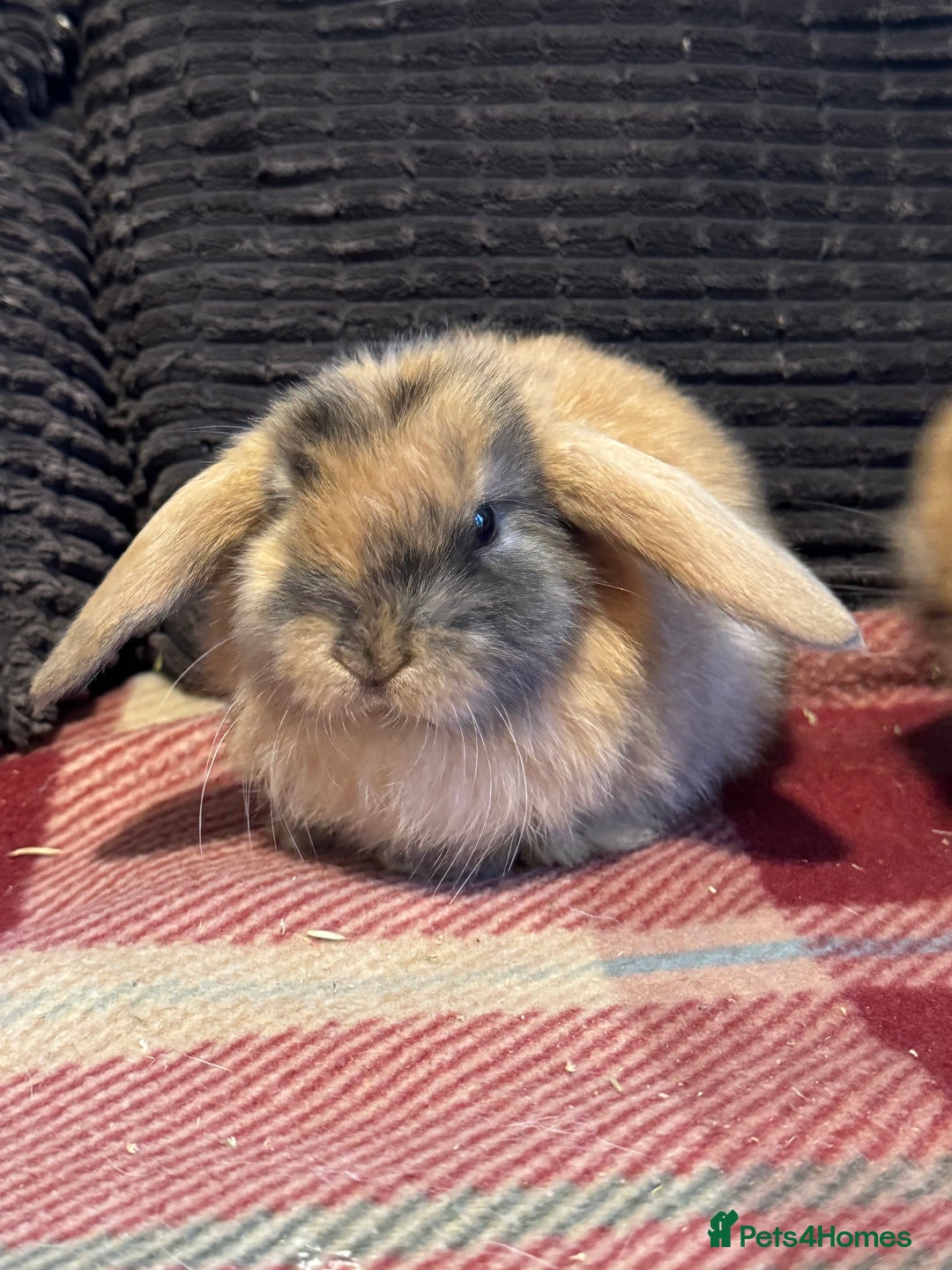Mini Lop rabbits for sale: Gorgeous lop eared bunnies - Image 8
