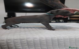 Whippet dogs for sale: Whippet pups  - Image 6