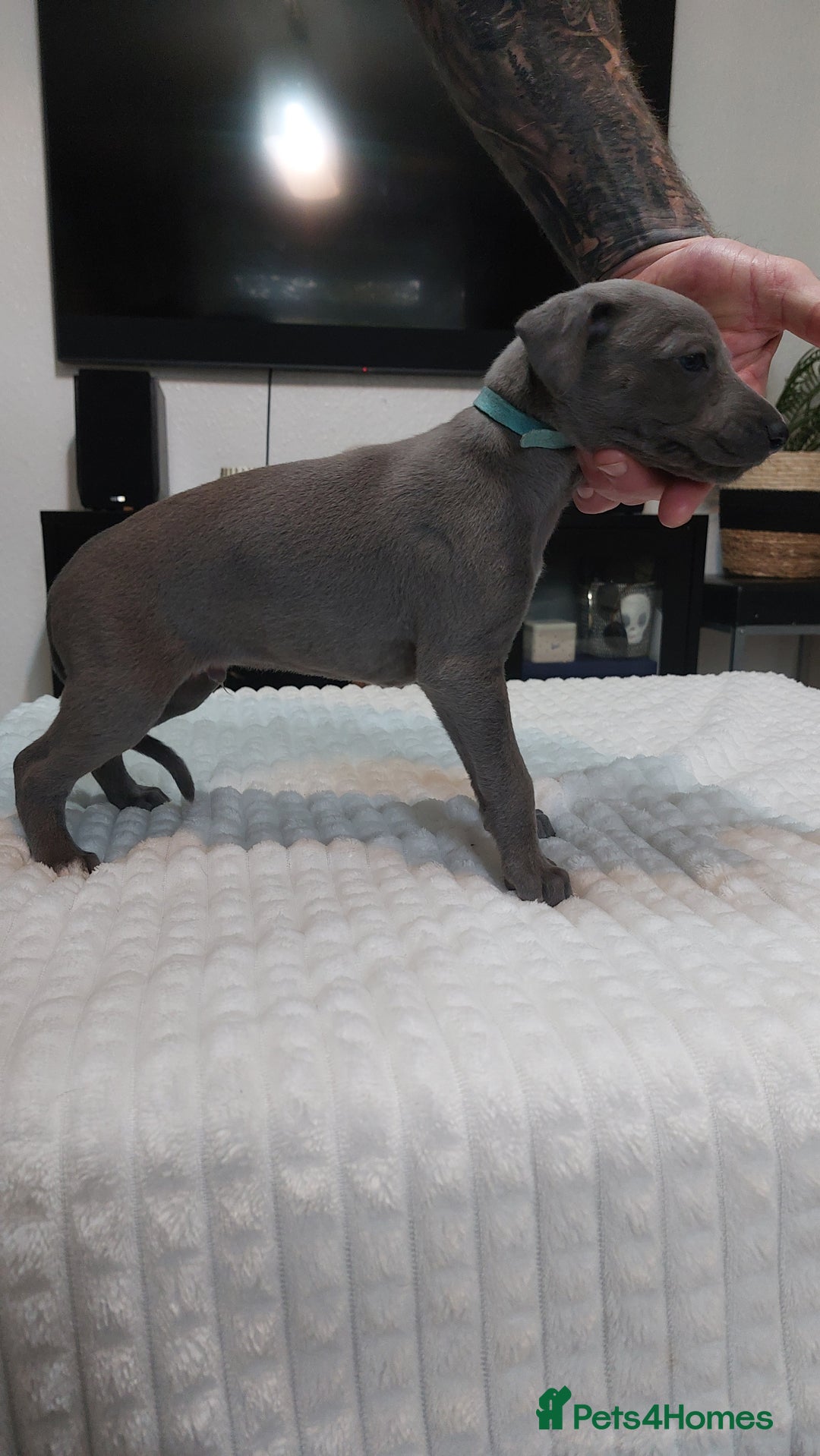 Whippet dogs for sale: Whippet pups  - Image 6