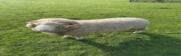 Sheep livestock for sale: Dorset Horn Ram for sale in Buckingham - Advert 3