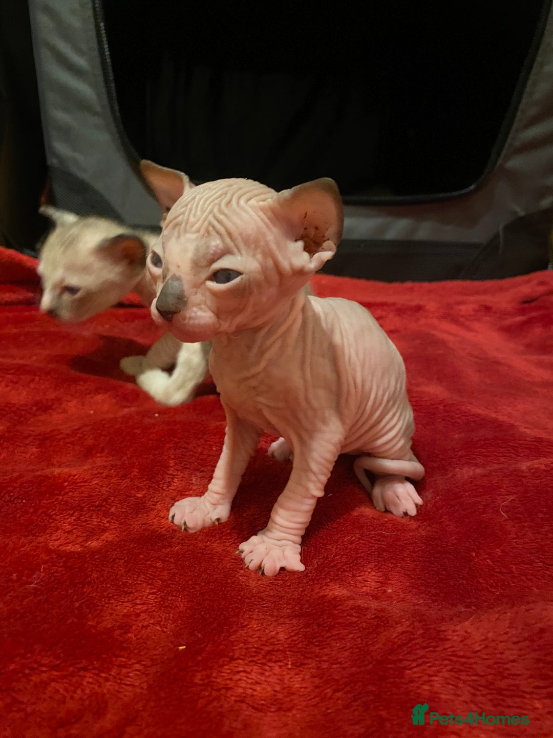 Sphynx cats for sale: Truly unique sphinx kittens 😍🥰🥰 - Advert 8