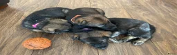 German Shepherd dogs for sale: GERMAN SHEPHERD PUPS WORKING LINE in Wigan - Advert 14