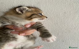 RagaMuffin cats for sale: Beautiful Ragdoll kittens  - Image 19