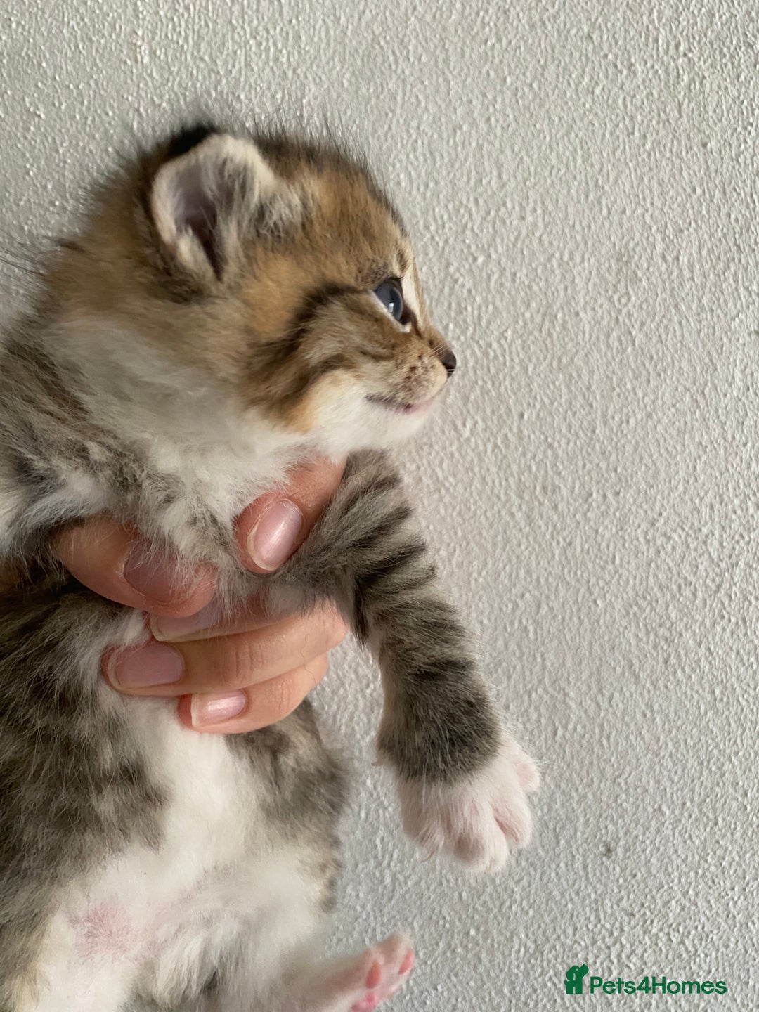 RagaMuffin cats for sale: Beautiful Ragdoll kittens  - Image 19
